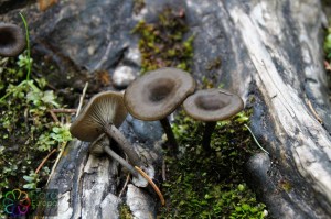 Pseudoclitocybe cyathiformis